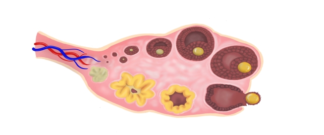 أبرز المعلومات عن البويضة الفاسدة