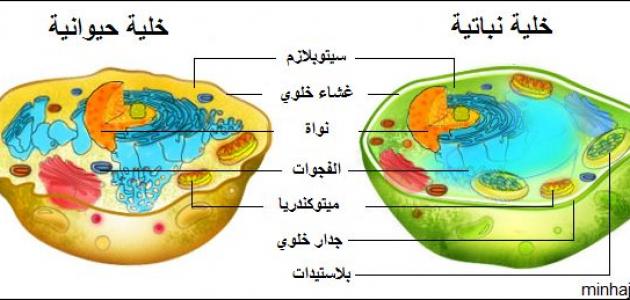 أجزاء الخلية الحيوانية ووظائفها