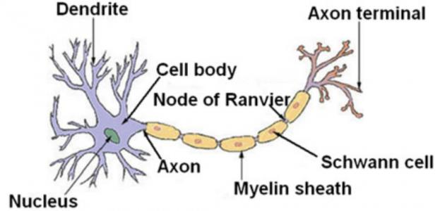 أجزاء الخلية العصبية