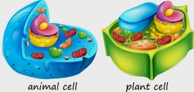 أجزاء الخلية النباتية والحيوانية