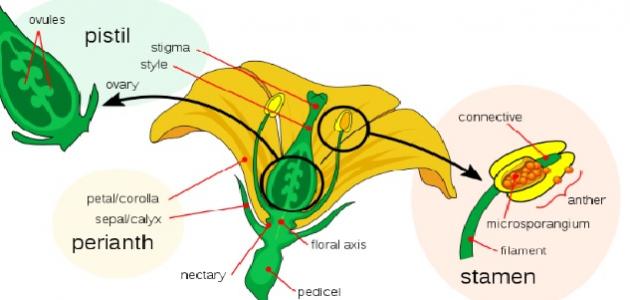 أجزاء الزهرة في النبات
