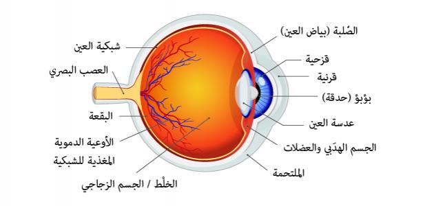 أجزاء العين ووظائفها