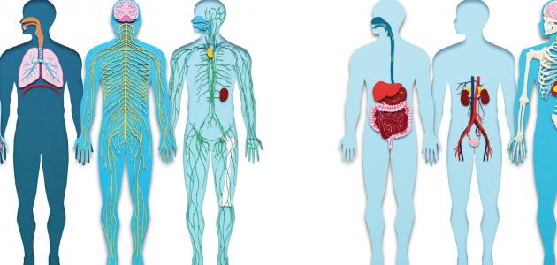 أجهزة جسم الإنسان المكونات والوظائف