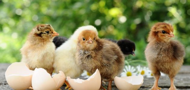 أسباب تأخر فقس بيض الدجاج في الصيف