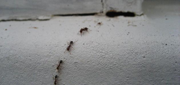 أسباب ظهور النمل في غرفة النوم