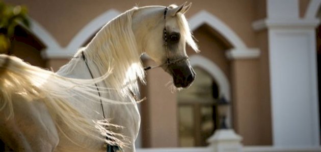 أسماء أحصنة عربية