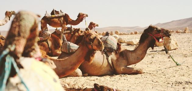 أشعار بشار بن برد في الغزل