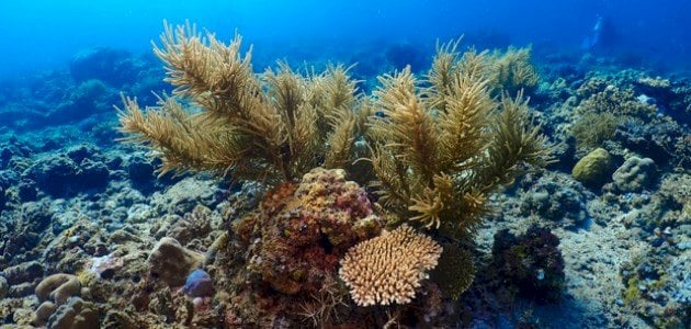 أضرار الشعاب المرجانية