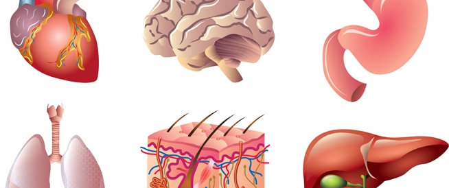 أكبر أعضاء جسم الإنسان تعرف عليها