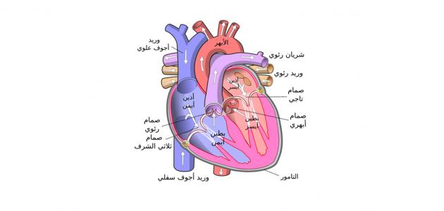 أكبر وريد في جسم الإنسان