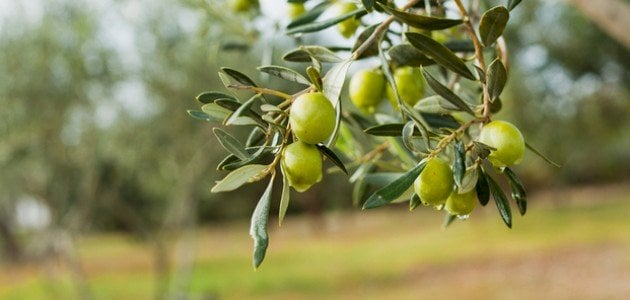 أنواع أشجار الزيتون