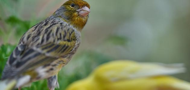 أنواع الطيور في الجزائر