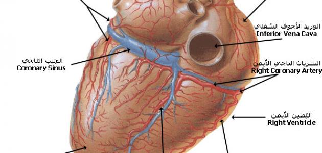 أهمية القلب في جسم الإنسان