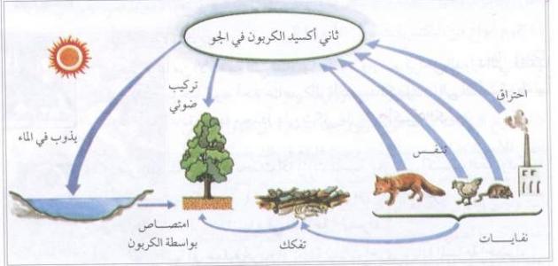 أهمية الهواء للكائنات الحية