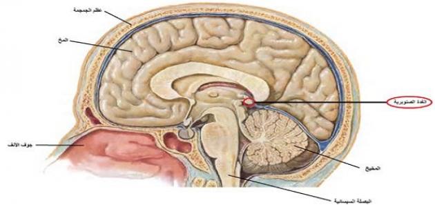 أين تقع الغدة الصنوبرية