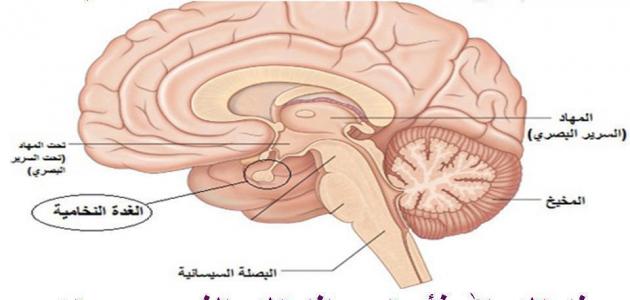 أين تقع الغدة النخامية