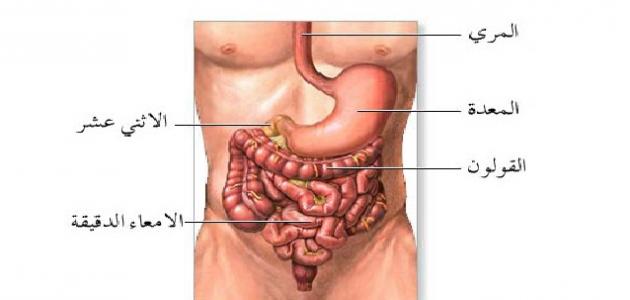 أين تقع المعدة في جسم الإنسان