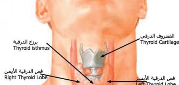 أين توجد الغدة الدرقية في جسم الإنسان