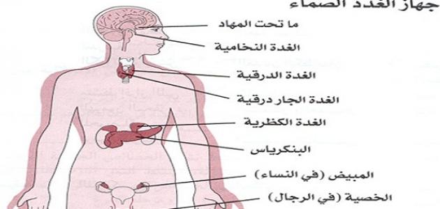 أين توجد الغدد في جسم الإنسان