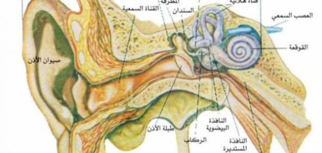 أين توجد عظمة الركاب التي في الإنسان