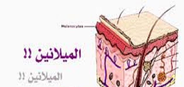 أين توجد مادة الميلانين