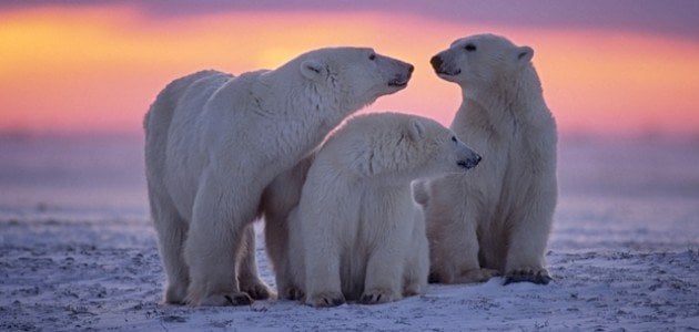 أين يعيش الدب القطبي