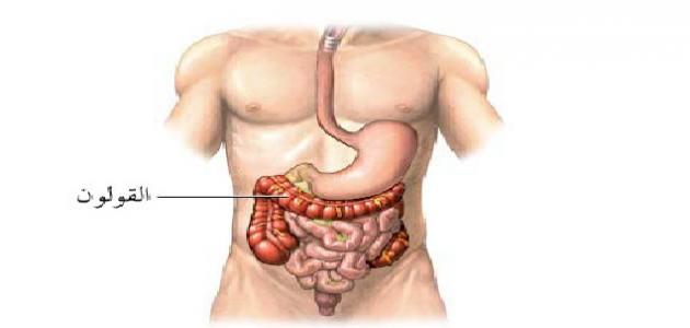 أين يقع القولون في جسم الإنسان