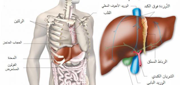 أين يوجد الكبد فى جسم الإنسان