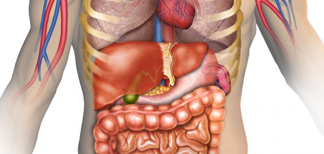 أين يوجد مكان الكبد فى جسم الإنسان