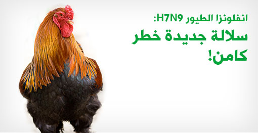 ازدياد القلق بشأن السلالة الجديدة من فيروس إنفلونزا الطيور H7N9