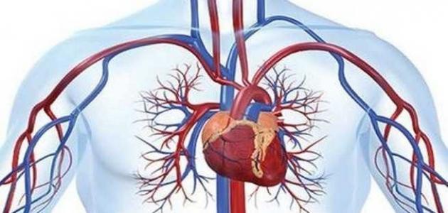 اعراض بطء الدورة الدموية