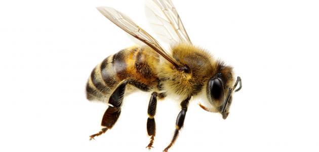 اعراض لسعة النحل