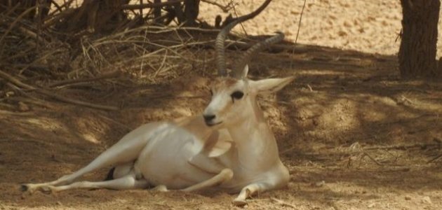 الجمعية الملكية لحماية الطبيعة