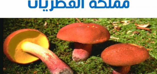 الخصائص العامة للفطريات