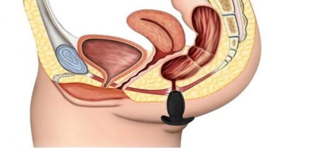 الشرج موقعه، وظائفه، أمراضه، هل يمكن البقاء بدونه؟