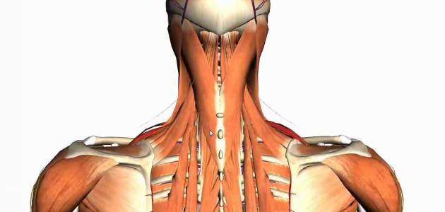 العضلات الموجودة في العنق خصائصها ووظائفها والأمراض المعرضة لها