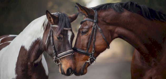 الفرق بين أنثى وذكر الخيل