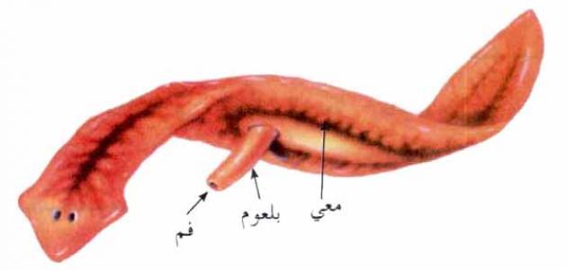 القضاء على الديدان عند الكبار