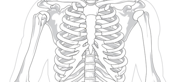 القفص الصدري أجزاؤه ووظائفه وأمراضه
