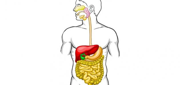 المحافظة على الجهاز الهضمي