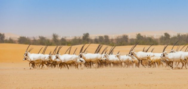 المواطن الأصلية لعيش المها العربي