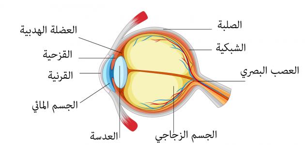 بحث حول العين