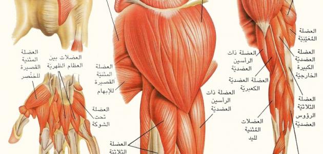 بحث حول حركة العضلات