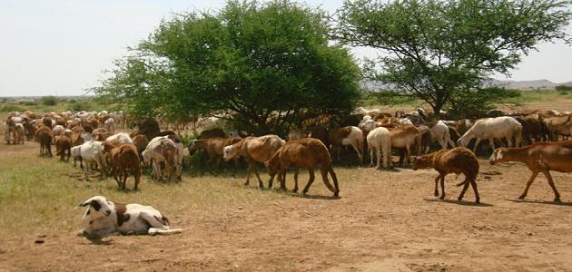 بحث عن الثروة الحيوانية