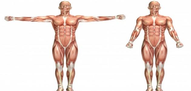 بحث عن الجهاز العضلي