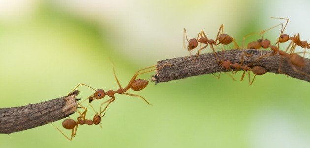 بحث عن الحشرات النافعة مثل النمل