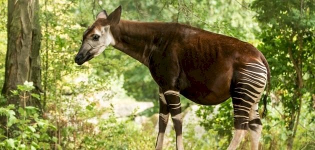 بحث عن حيوان الأُكاب