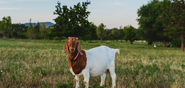 بحث عن ماعز البور