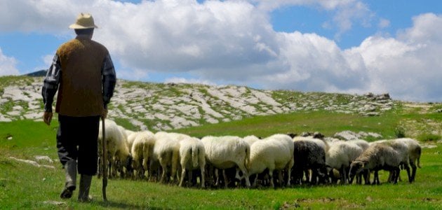 بحث عن مهنة الرعي