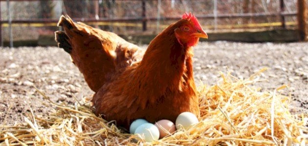 تربية دجاج البيض